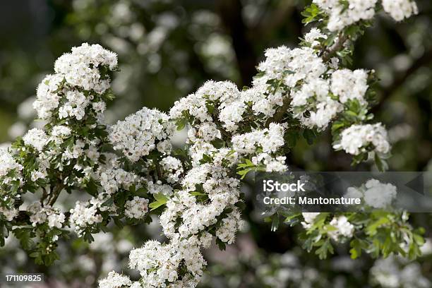 Flores De Hawthorn Ou Florescer - Fotografias de stock e mais imagens de Ao Ar Livre