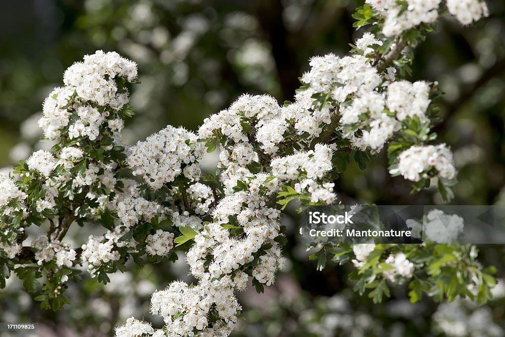 Цветы из Боярышник (Crataegus monogyna) или Blossom - Стоковые фото Без людей роялти-фри