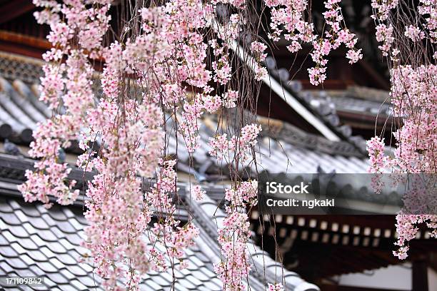 Flor De Cerezo Sakura En Japón Foto de stock y más banco de imágenes de Aire libre - Aire libre, Arquitectura, Belleza