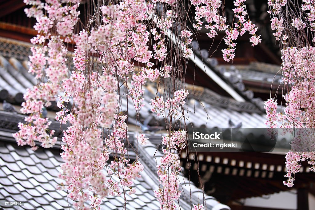 Цветения вишня, Сакура в Японии - Стоковые фото Hanami р�оялти-фри