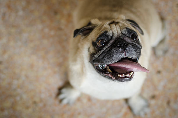 かわいいパグ、面白いの顔 - dog overweight pleading begging ストックフォトと画像