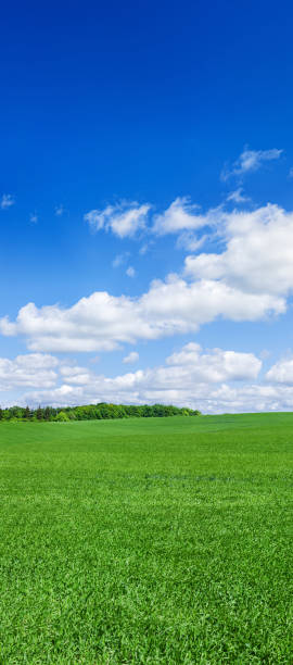 Panoramic spring landscape XXXXL 80MPix- green field, blue sky