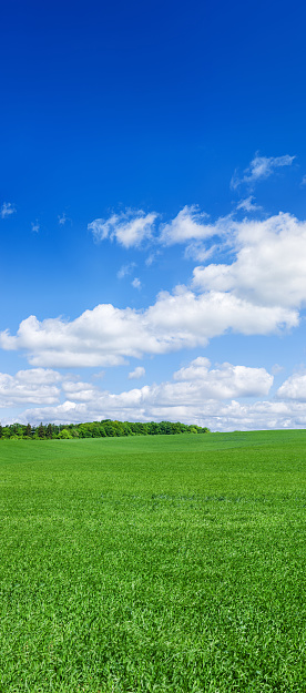[b]Spring landscape - green meadow, the blue sky - 80 MPix XXXXL size\n This panoramic landscape is an very high resolution multi-frame composite and is suitable for large scale printing.[/b]\n\n[url=/file_closeup.php?id=6350358][img]/file_thumbview_approve.php?size=3&id=6350358[/img][/url] [url=/file_closeup.php?id=20444300][img]/file_thumbview_approve.php?size=3&id=20444300[/img][/url]\n\n[url=/file_closeup.php?id=6364228][img]/file_thumbview_approve.php?size=3&id=6364228[/img][/url] [url=/file_closeup.php?id=20444087][img]/file_thumbview_approve.php?size=3&id=20444087[/img][/url]\n\n[url=/file_closeup.php?id=20452149][img]/file_thumbview_approve.php?size=3&id=20452149[/img][/url] [url=/file_closeup.php?id=20453059][img]/file_thumbview_approve.php?size=3&id=20453059[/img][/url]\n\n[b]More XXXXL SPRING PANORAMAS in LIGHTBOX:[/b]\n[url=http://www.istockphoto.com/search/lightbox/5288347]\n[img]http://bhphoto.pl/IS/panoramas_380.jpg[/img][/url]\n\n[url=http://www.istockphoto.com/search/lightbox/6216820]\n[img]http://bhphoto.pl/IS/square_380.jpg[/img][/url]\n\n[b] XXXL BLUE SKY PANORAMAS [/b]\n[url=http://www.istockphoto.com/search/lightbox/5434517]\n[img]http://bhphoto.pl/IS/sky_380.jpg[/img][/url]\n\n[url=http://www.istockphoto.com/search/lightbox/5779032]\n[img]http://bhphoto.pl/IS/snorkeling_380.jpg[/img][/url]\n\n[url=http://www.istockphoto.com/search/lightbox/5908303]\n[img]http://bhphoto.pl/IS/paintball_380.jpg[/img][/url]\n\n[url=http://www.istockphoto.com/search/lightbox/5460418]\n[img]http://bhphoto.pl/IS/monks_380.jpg[/img][/url]\n\n[url=http://www.istockphoto.com/search/lightbox/5288409]\n[img]http://bhphoto.pl/IS/speed_380.jpg[/img][/url]