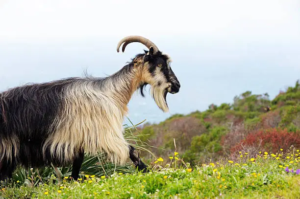 Wild goat walking above the mediterranean sea on the island of Corsica, France.