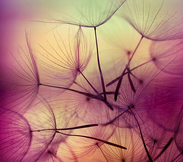 Multicoler dandelion seed Multicoler dandelion seed pappus stock pictures, royalty-free photos & images