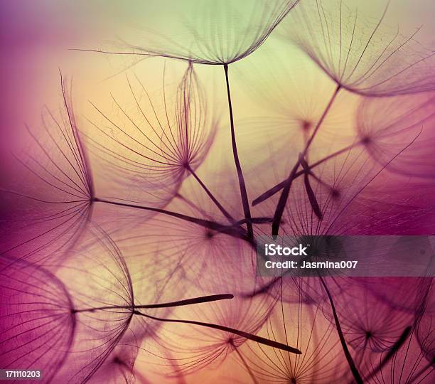 Multicoler Dandelion Seed Stock Photo - Download Image Now - Flower, Abstract, Backgrounds