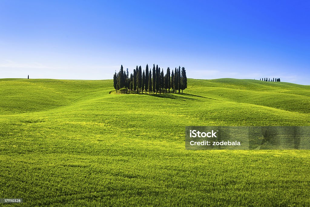 Verde paisagem de colinas da Toscana, com árvores de cipreste - Foto de stock de Agricultura royalty-free