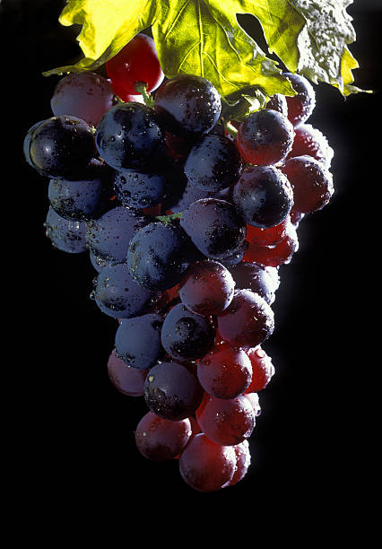 istock ripe red grapes in morning dew 171110394