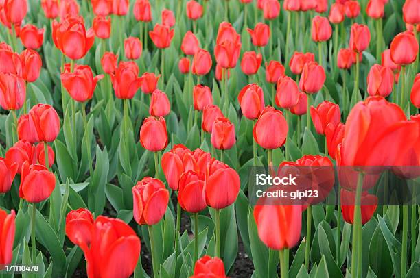 Czerwone Tulipany - zdjęcia stockowe i więcej obrazów Bez ludzi - Bez ludzi, Czerwony, Duża grupa obiektów