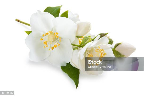 Photo libre de droit de Des Fleurs De Jasmin Sur Fond Blanc banque d'images et plus d'images libres de droit de Jasmin - Jasmin, Fleur - Flore, Blanc