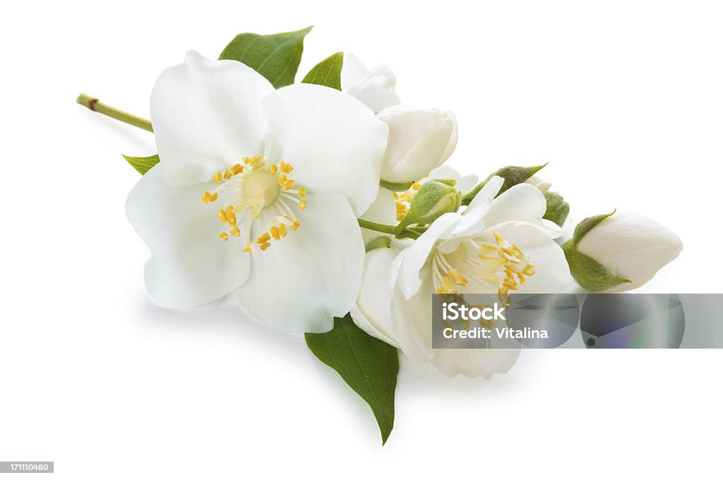 Flores de jasmim no fundo branco - Foto de stock de Jasmim royalty-free