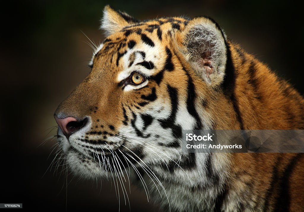 Schöne männliche Tiger In den Abend - Lizenzfrei Seitenansicht Stock-Foto