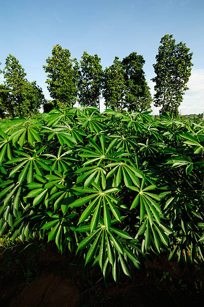 champ de manioc - gasohol photos et images de collection