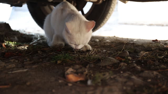 Young white cat caught a sparrow and eats it on the ground. High quality FullHD footage