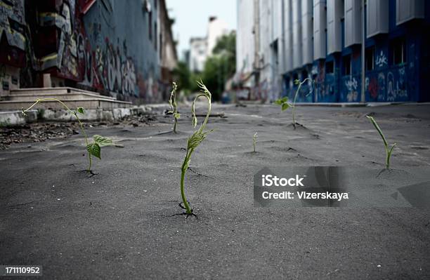 Potência De Natureza - Fotografias de stock e mais imagens de Alfalto - Alfalto, Flora, Cidade