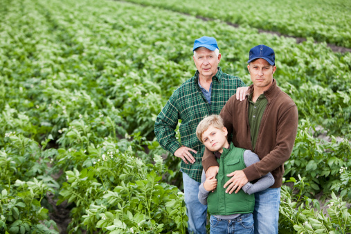 Portrait of three generations of men working on the family farm.  The senior man, his adult son and grandson are standing together in a lush, green field of rows of potato plants.  The crops will be ready for harvest soon.  They are serious, looking at the camera, wearing hats, jeans and long-sleeved button-down plaid shirts.
