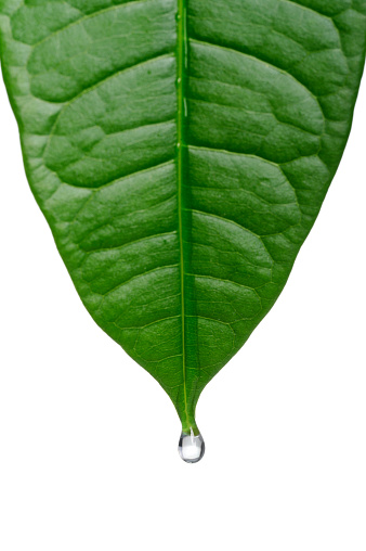 Closeup or macro of raindrops pr water drops on leaf after rain