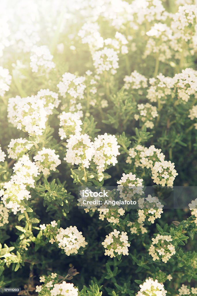 Thyme In Sunny Garden Back Lit Stock Photo