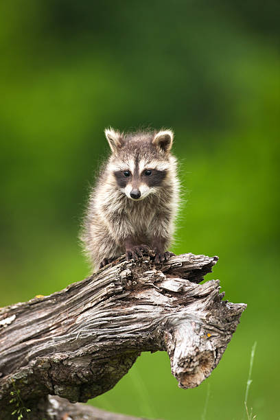 istock Adorable shy baby raccoon on a log. 171111271