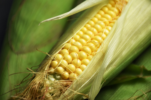 Close-up of fresh sweet corns