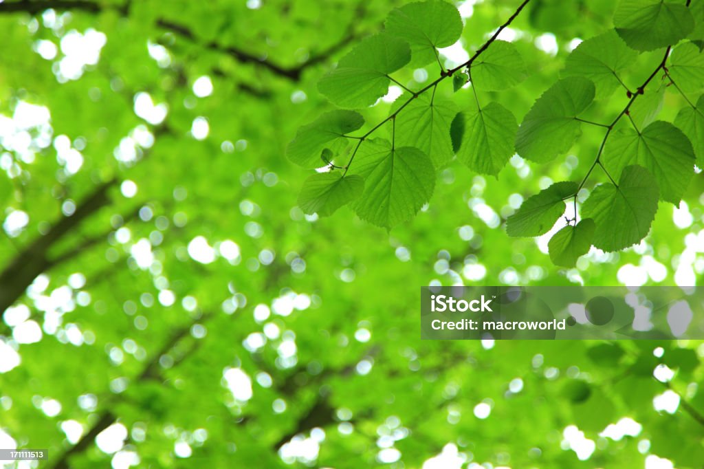 Frische Blätter - Lizenzfrei Abstrakt Stock-Foto