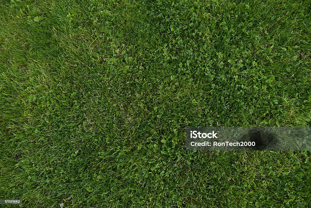 Gran cantidad de hierba - Foto de stock de Ajardinado libre de derechos