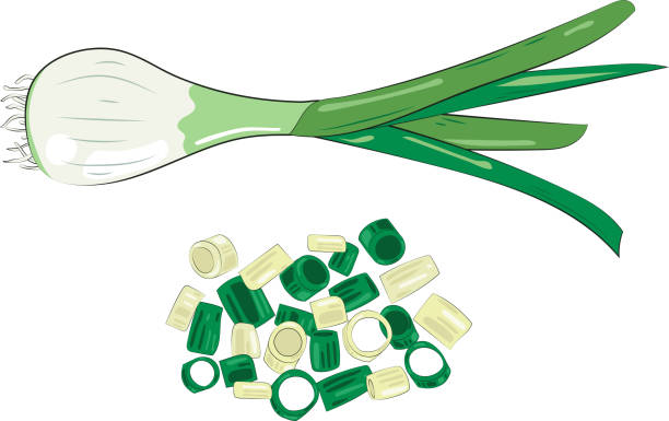 ilustrações, clipart, desenhos animados e ícones de cebola verde picada elemento cebolinha fatias ilustração elemento gráfico cartão de arte - chive onion spring onion garlic