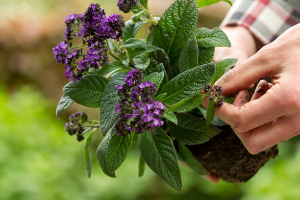 istock Potted plant, holding flowers 171111979