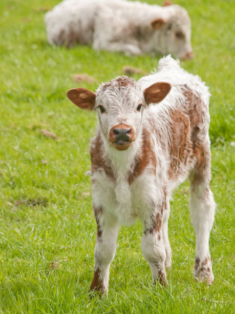 istock English Long Horn calf 171112012