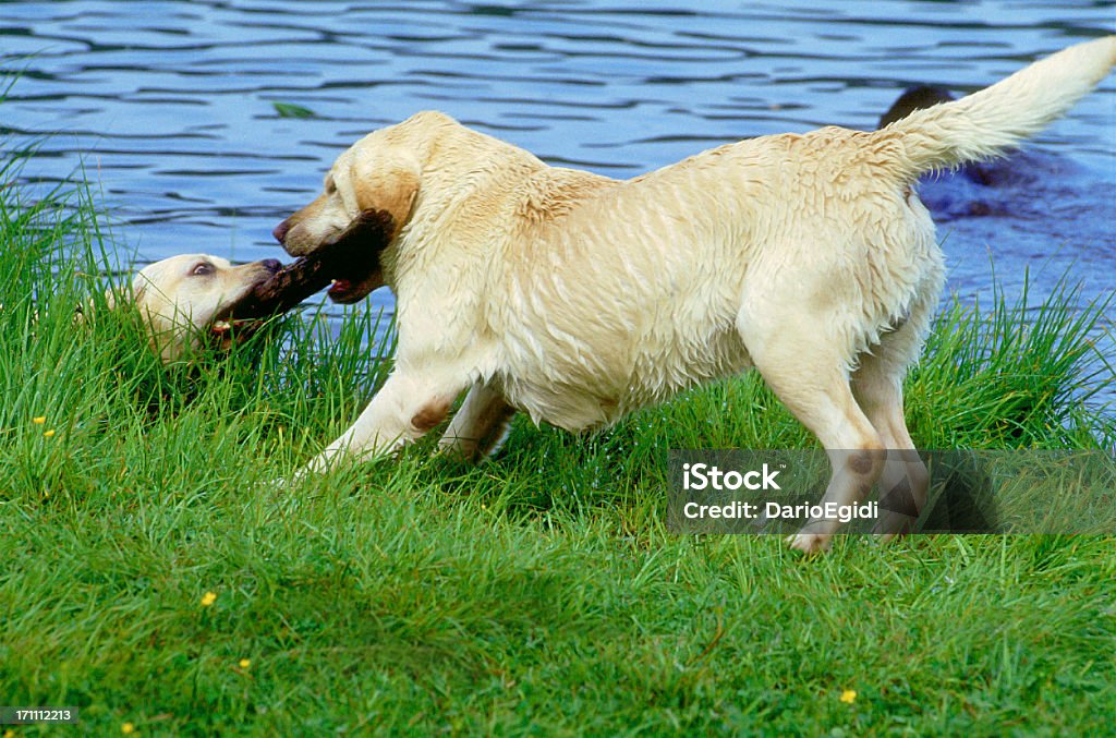 Animali cane labrador - Foto stock royalty-free di Amicizia