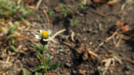 Natural background of small wild white yellow flower on the dry land