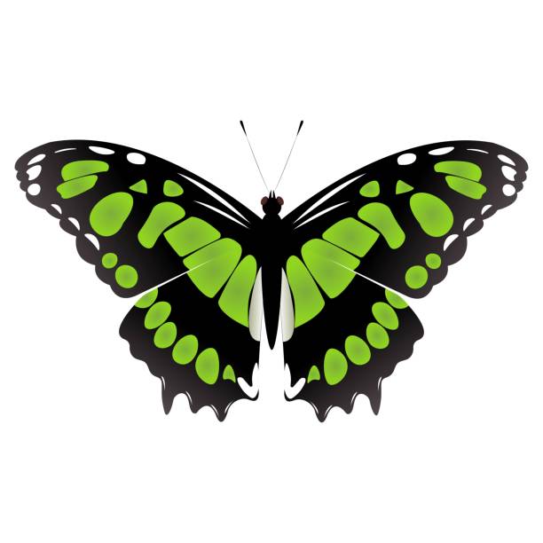 illustrazioni stock, clip art, cartoni animati e icone di tendenza di farfalla vettore siproeta stelenes. malachite rilascia farfalle. - malachite butterfly