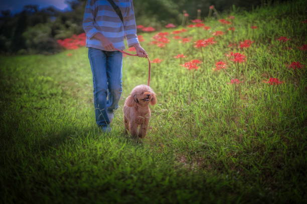 Dog-walking