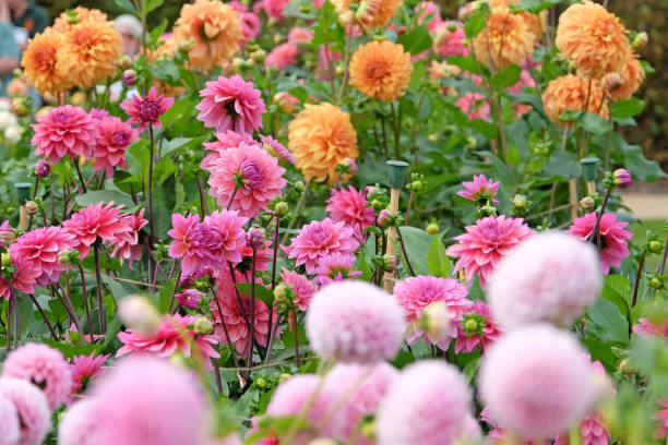 istock Colourful pink decorative dahlias in flower. 1711134559