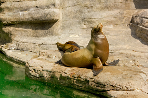 A California Sea Lion and her pup at the zoo.