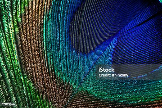 Peacock Feather Stock Photo - Download Image Now - Macrophotography, Peacock Feather, Animal