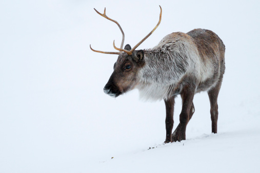 A caribous (reindeers) in a winter scenery.