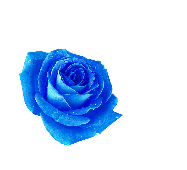Free Blue Rose Photos & Pictures | Freeimages