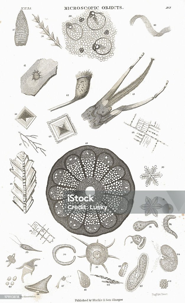 Mikroskopische Objekte der alten litho aus 1852 - Lizenzfrei Alt Stock-Illustration