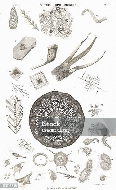 Mikroskopische Objekte Der Alten Litho Aus 1852 Stock Vektor Art und mehr Bilder von Alt - Alt, Antiquität, Extreme Nahaufnahme