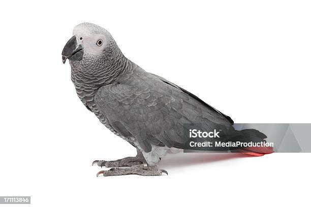 African Grey Parrot Stockfoto und mehr Bilder von Graupapagei - Graupapagei, Papagei, Weißer Hintergrund