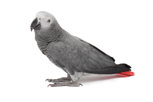 Portrait of an African Grey parrot on a black background with space for copy