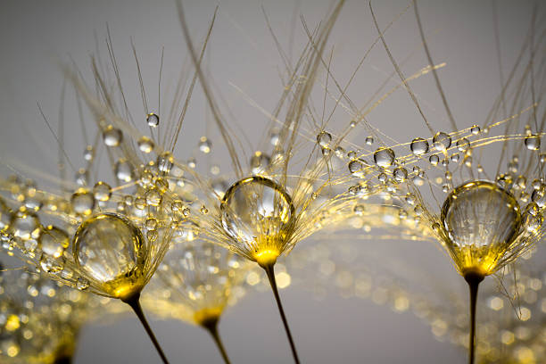 одуванчик и роса-золотой абстрактный макро - dandelion nature water drop стоковые фото и изображения