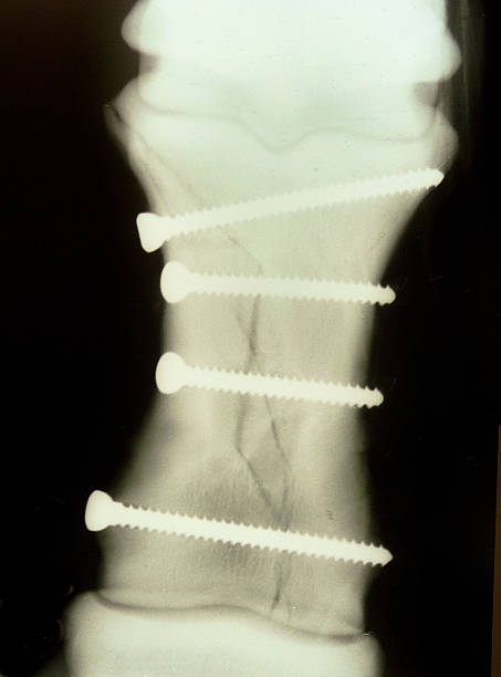 Xray of repaired fractured leg, horse, stock photo