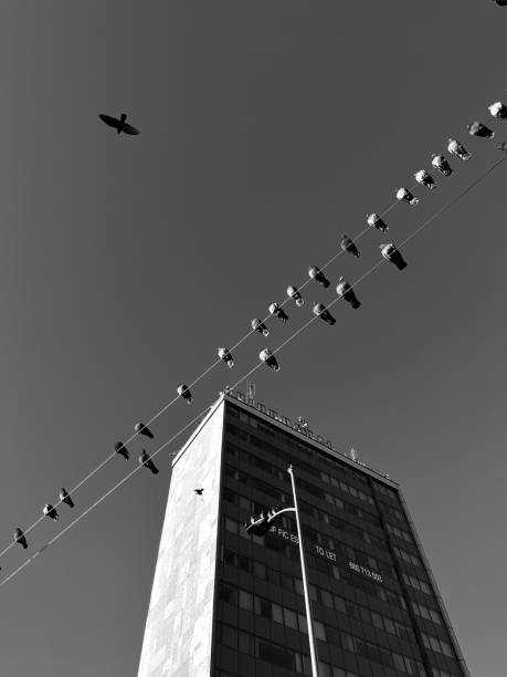 istock Pigeons on apartment block 1711139467