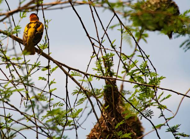 istock black headed weaver bird on a tree 1711139474