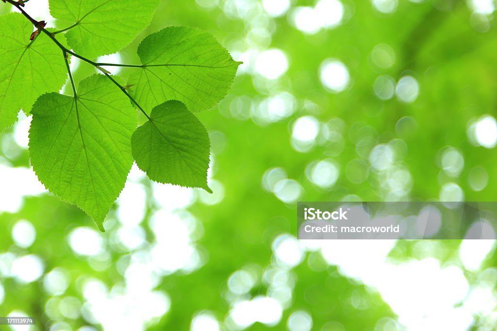 Folhas frescas - Foto de stock de Abstrato royalty-free