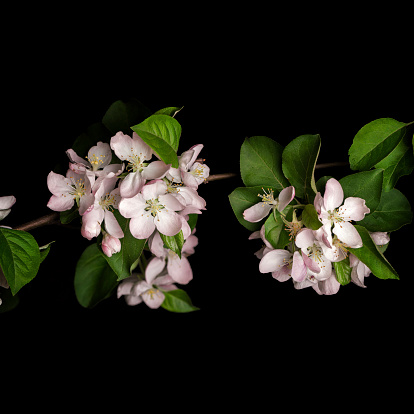 Apple blossom isolated on black background