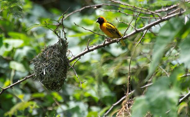 istock black headed weaver bird and nest 1711139776