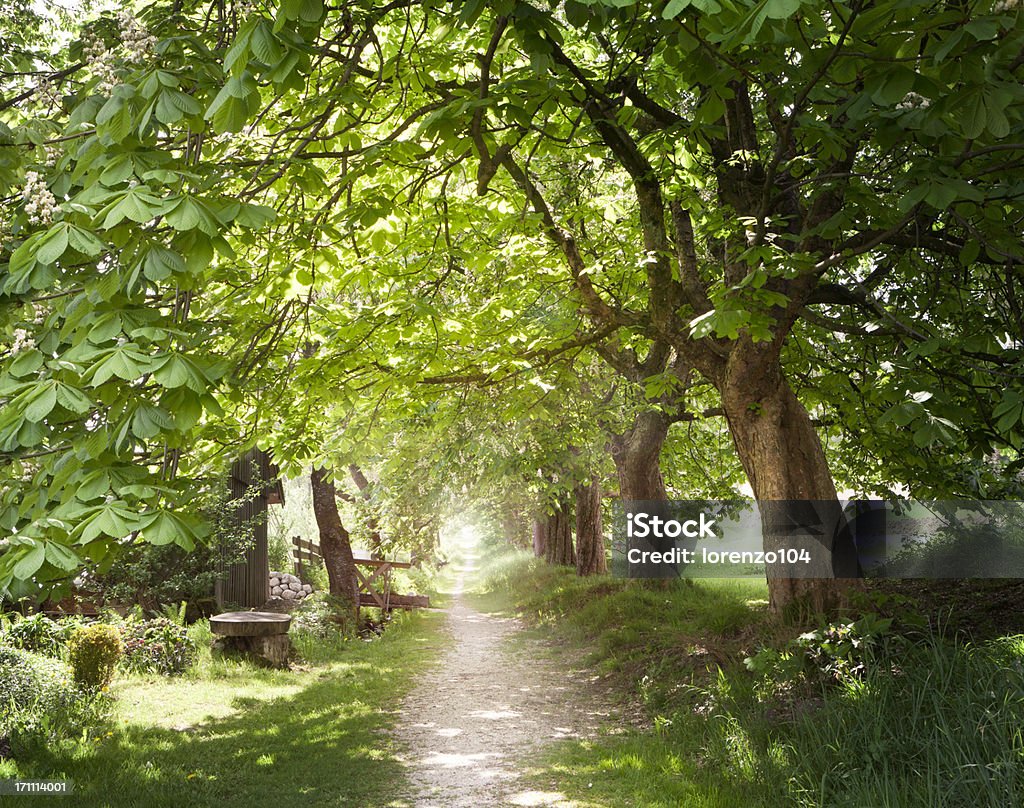 Fuß unter den Kastanienbäumen in den Frühling - Lizenzfrei Kastanie - Laubbaum Stock-Foto